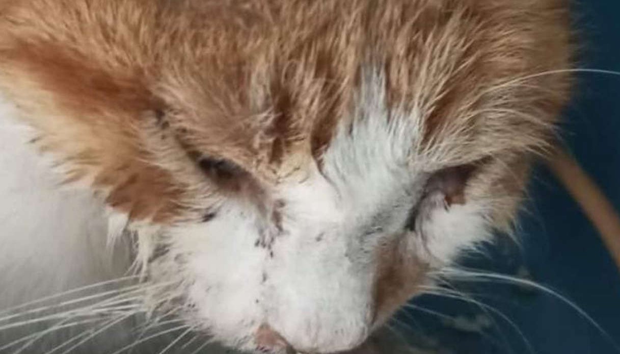 Addio a Leone 2: il gatto ferito dai botti di Capodanno ci ha lasciato per sempre