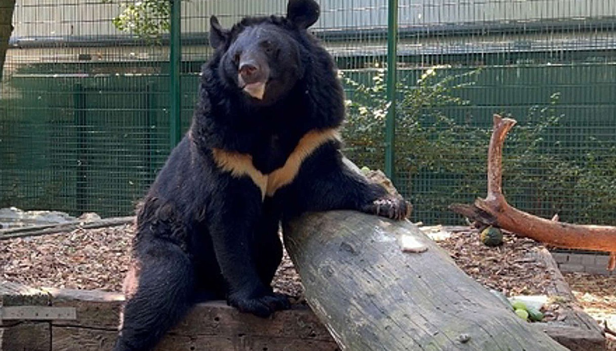  Yampil, l'orso nero salvato dai soldati ucraini «dopo 5 mesi di guerra» trova casa in uno zoo scozzese